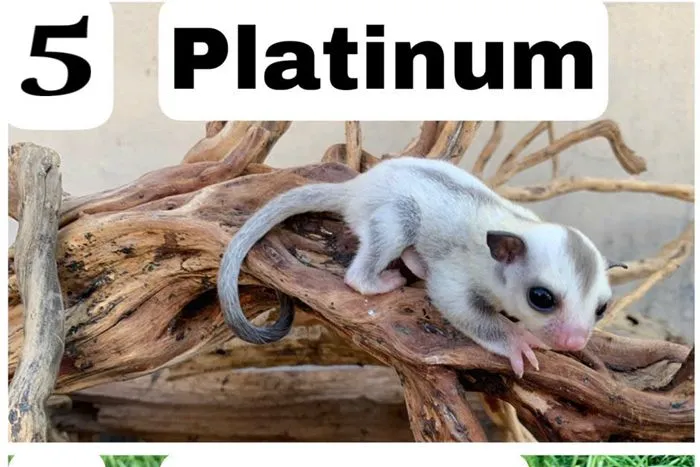 Sóc bay Úc morph Platinum