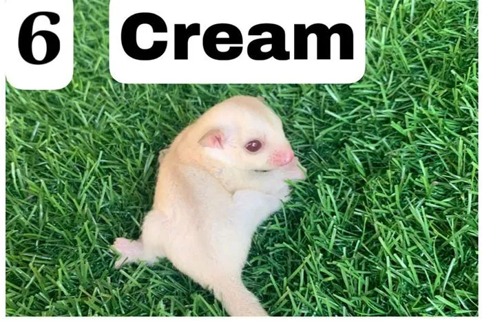 Sóc bay Úc morph Cream