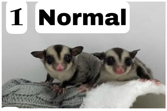 Sóc bay Úc morph Normal