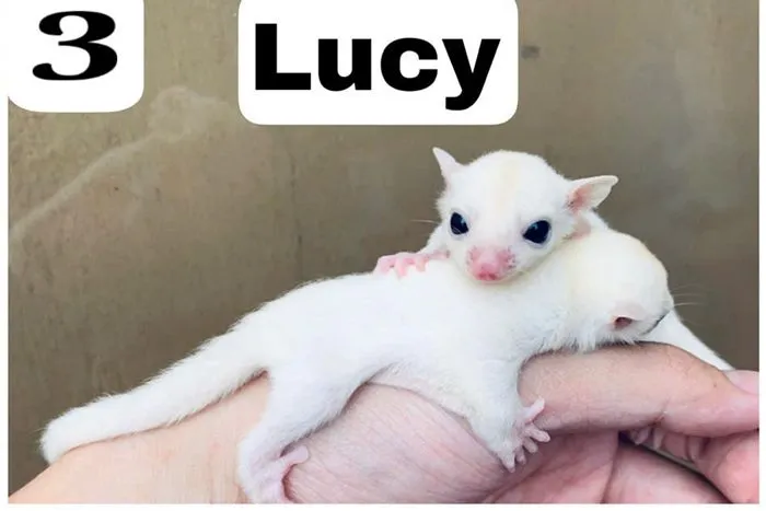 Sóc bay Úc morph Lucy