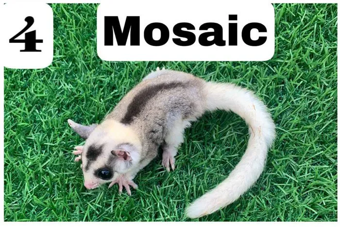 Sóc bay Úc morph Mosaic