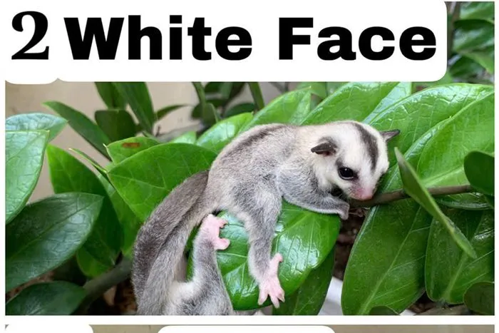 Sóc bay Úc morph White Face